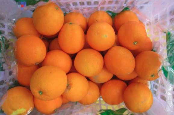 Pegawai KKM sedang melakukan pemeriksaan terhadap konsainan limau mandarin di pintu masuk negara.